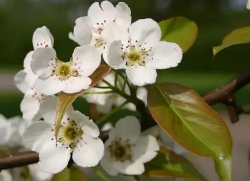 Ussurian pear #160