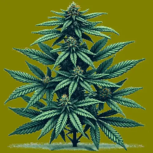 Indica#9 (#324299432)