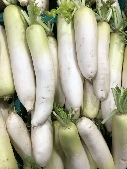 Daikon #66