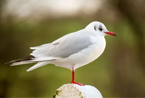 Black-headed gull #896