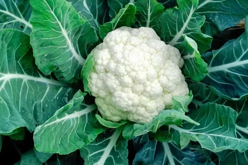 Cauliflower #79