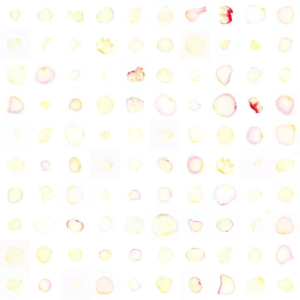 Infinite Petals 10x10#900012