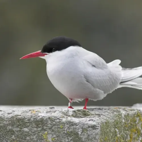 Arctic tern #228