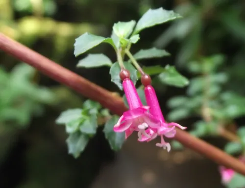 Small-leaved fuchsia #145