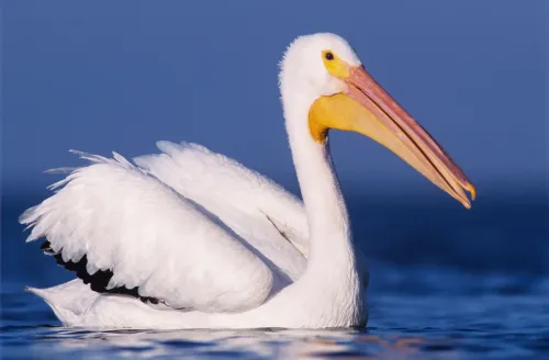 American white pelican #132