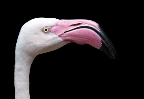 Greater Flamingo #16