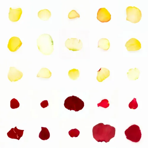 Infinite Petals 5x5#21811