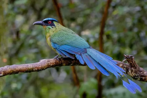 Andean motmot #171