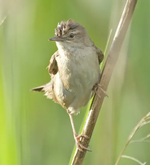 Savi's warbler #5944