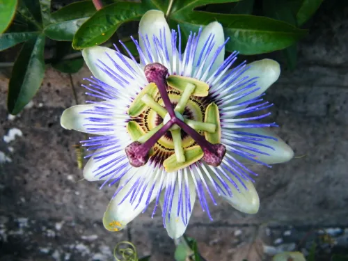 Blue passionflower #22