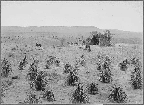 Navajo hogan and cornfield near Holbrook, Ariz #38