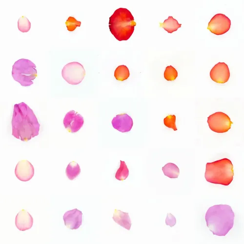 Infinite Petals 5x5#134