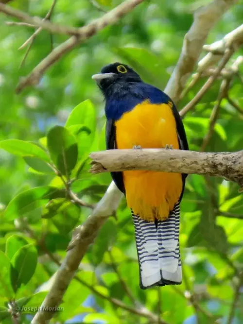 Amazonian trogon #111