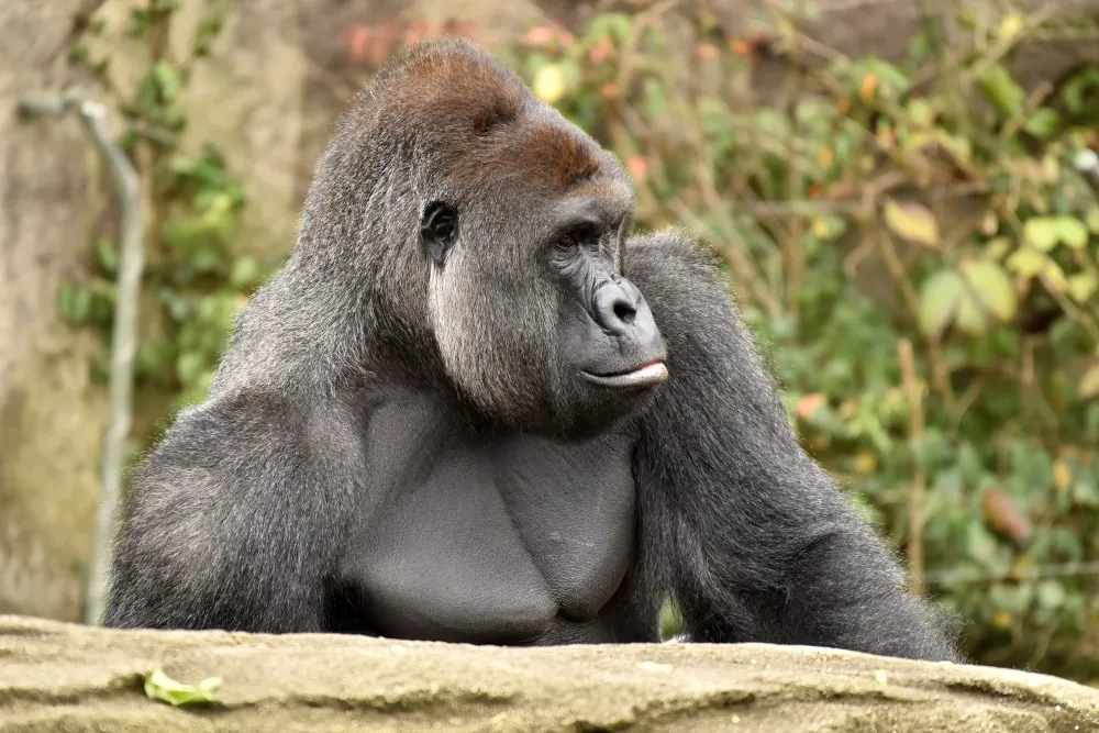 HARAMBE: LEGENDS #533