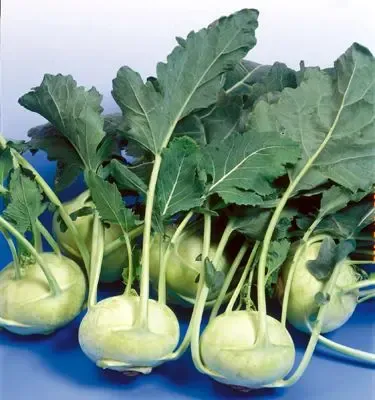 Kohlrabi #127