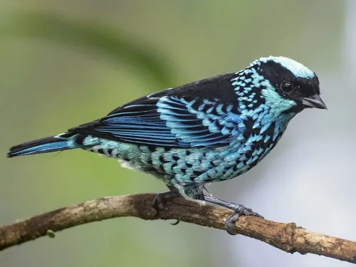 Beryl-spangled tanager #558