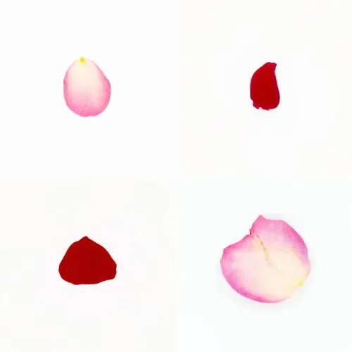 Infinite Petals 2x2#20099