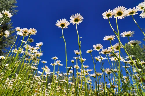 Flowers in Colorado #52