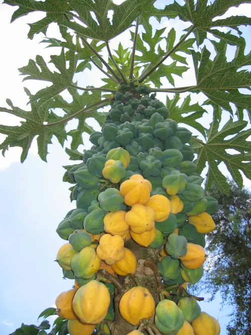 Mountain papaya #193