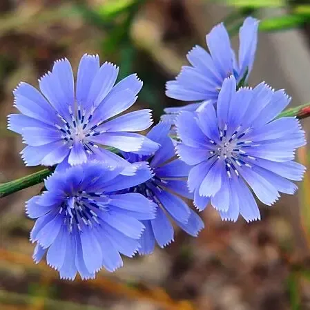 Chicory #12