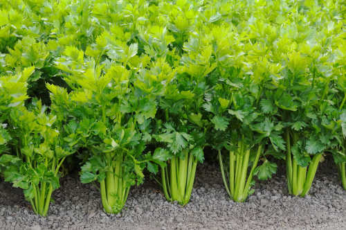 Celery #45