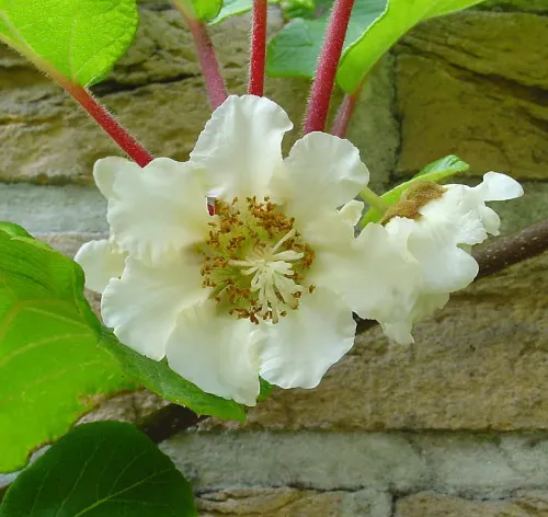 Kiwifruit flower #80