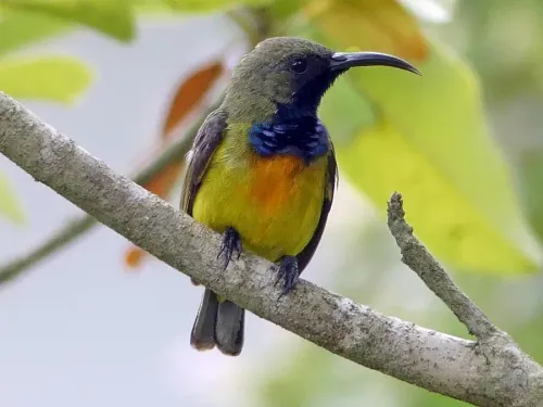 Apricot-breasted sunbird #207