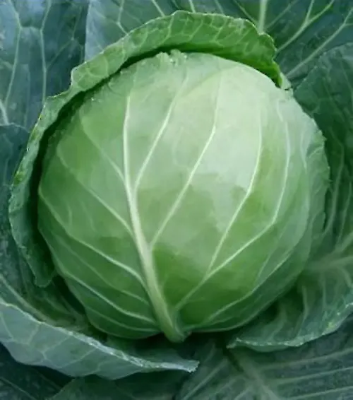 Cabbage #31