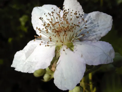 Armenian blackberry #8