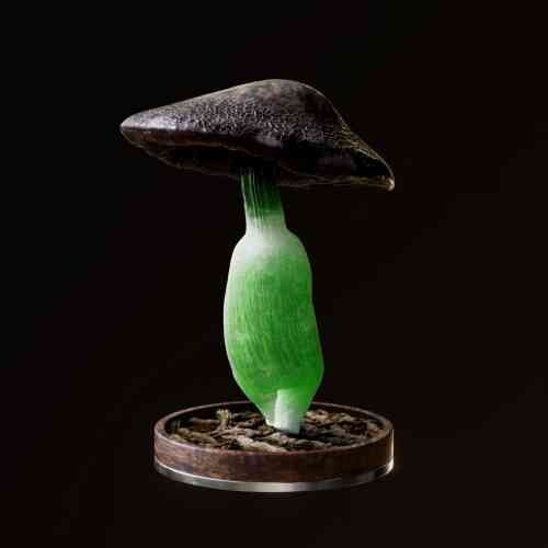 Fungi #4058