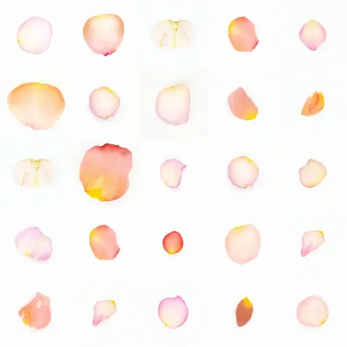Infinite Petals 5x5#2172