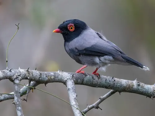 Angola helmetshrike #184