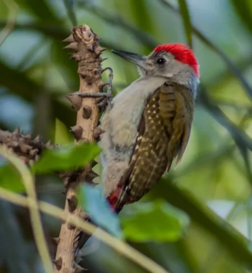 African grey woodpecker #50