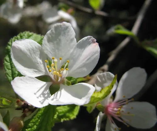 Nanjing cherry #98