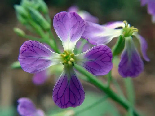 Purple Radish #132