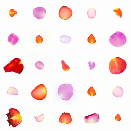 Infinite Petals 5x5#588