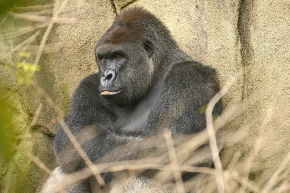 HARAMBE: LEGENDS #711