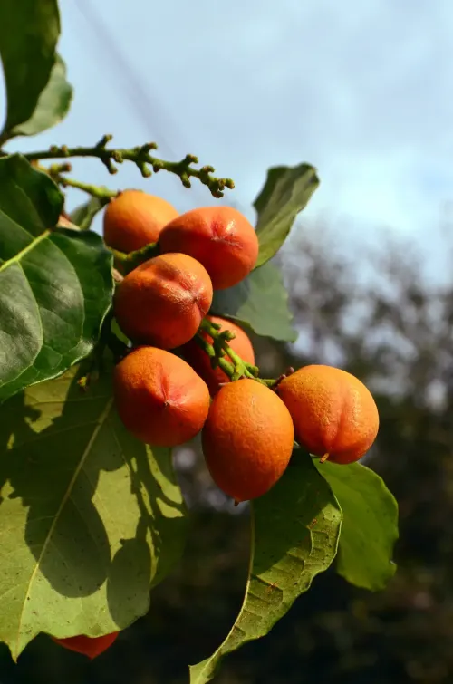 Silver peanut butter fruit #322