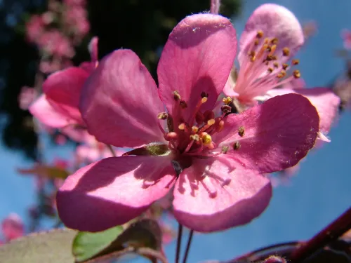 Red sweet crabapple #128