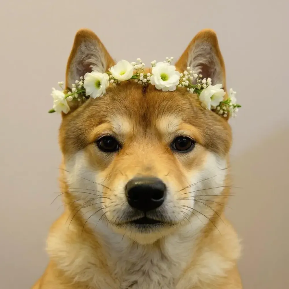 dog #1
