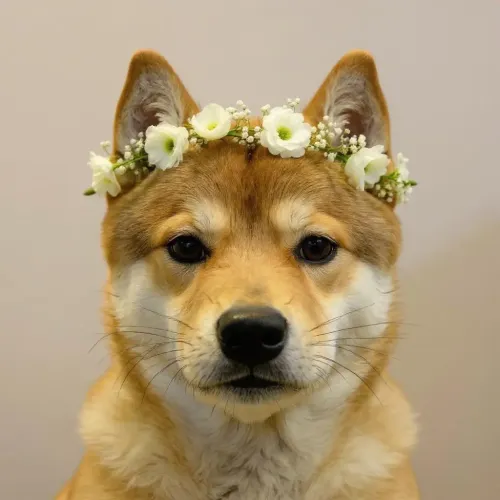 dog #1