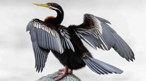 Australasian darter #310