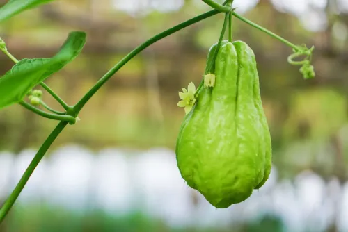 Chayote #48