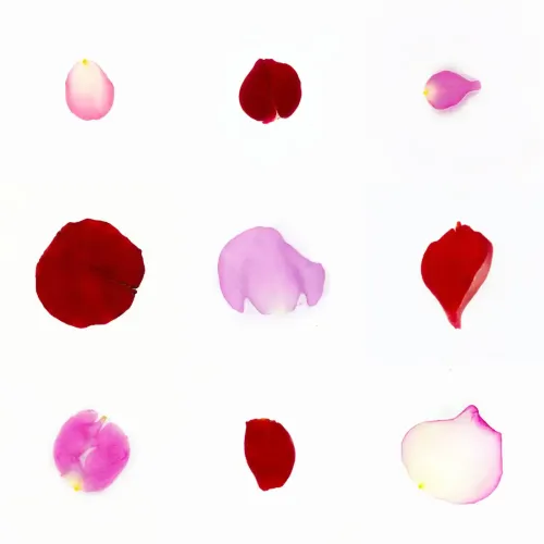 Infinite Petals 3x3#2169