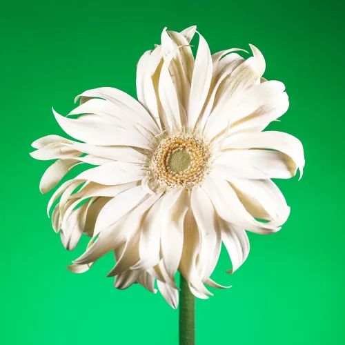 Flower #38