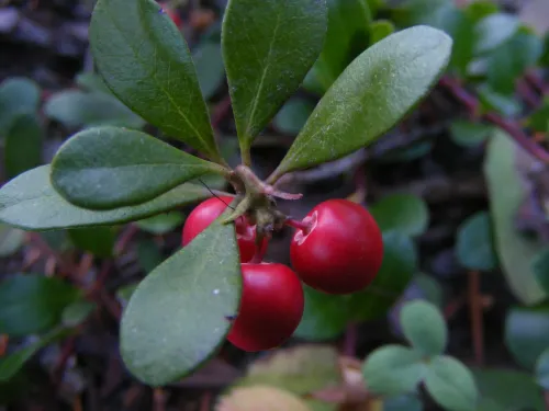 Bearberry #34