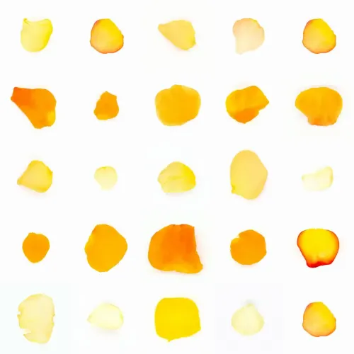 Infinite Petals 5x5#2638