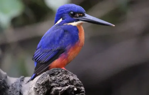 Azure kingfisher #344