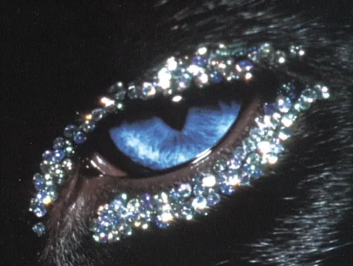 $DIVA's Universe 21