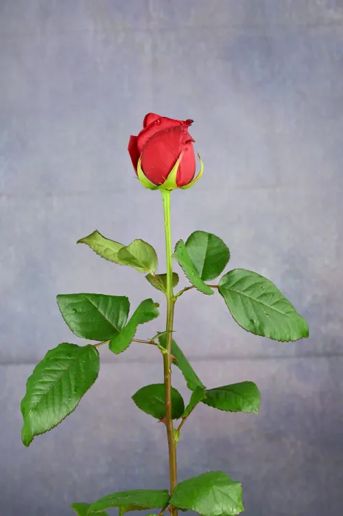 Love is... ＃679022